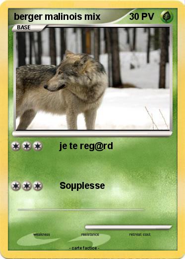 Pokemon berger malinois mix