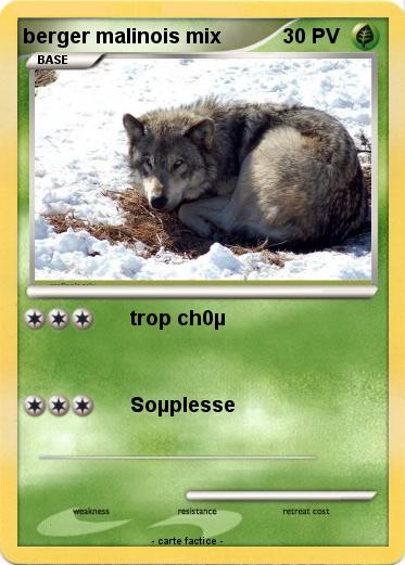 Pokemon berger malinois mix
