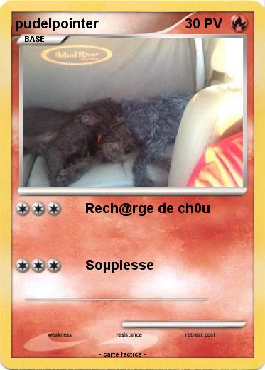 Pokemon pudelpointer