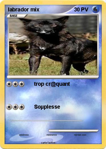 Pokemon labrador mix