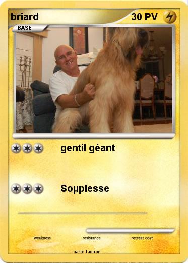 Pokemon briard