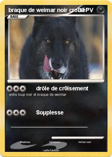 Pokemon braque de weimar noir croisé