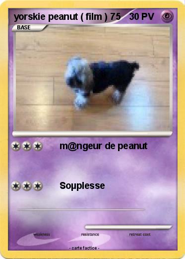Pokemon yorskie peanut ( film ) 75