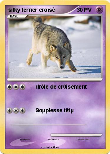 Pokemon silky terrier croisé