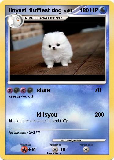Pokemon tinyest  fluffiest dog