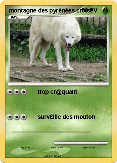 Pokemon montagne des pyrénées croisé