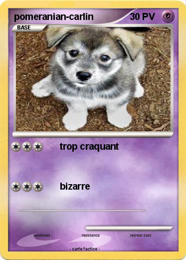 Pokemon pomeranian-carlin