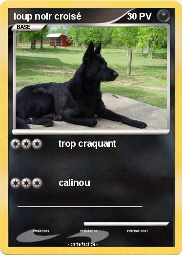 Pokemon loup noir croisé
