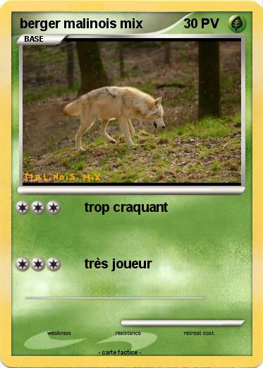 Pokemon berger malinois mix