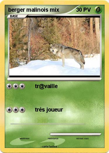 Pokemon berger malinois mix