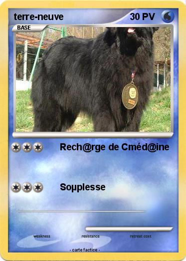 Pokemon terre-neuve