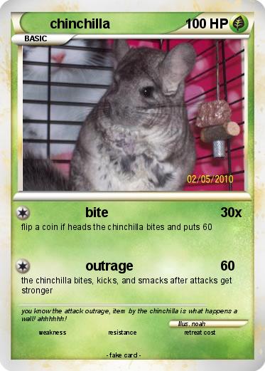 Pokemon chinchilla