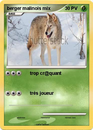 Pokemon berger malinois mix