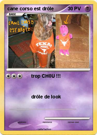 Pokemon cane corso est drôle