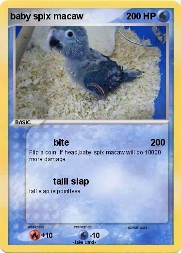 Pokemon baby spix macaw