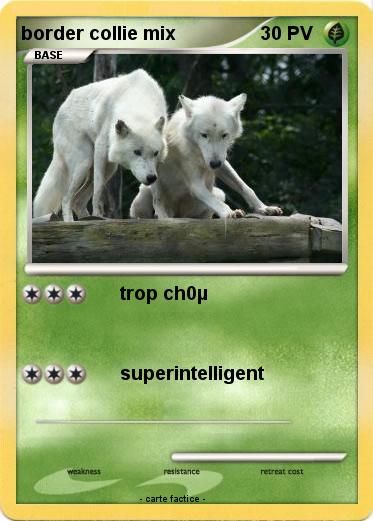 Pokemon border collie mix