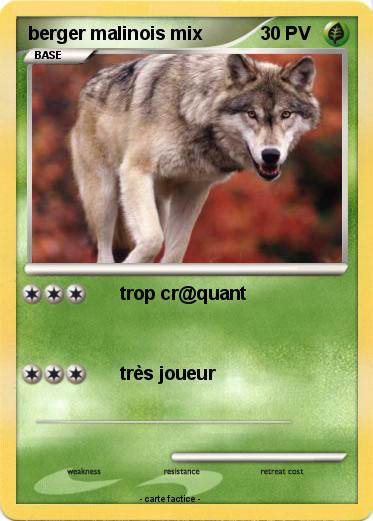 Pokemon berger malinois mix