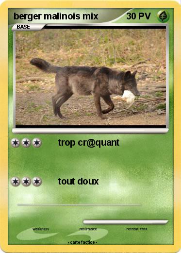 Pokemon berger malinois mix