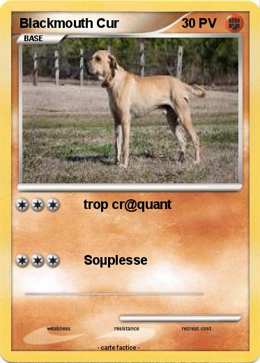 Pokemon Blackmouth Cur