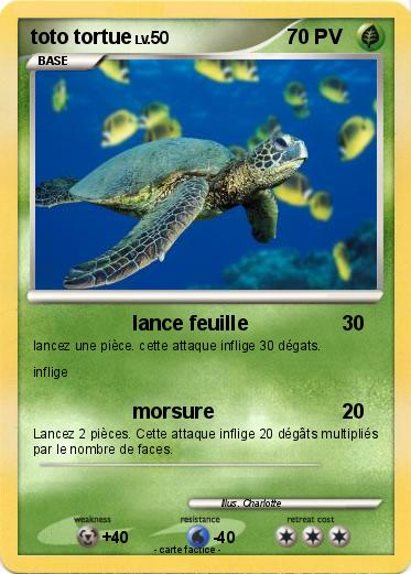 Pokemon toto tortue
