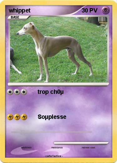 Pokemon whippet