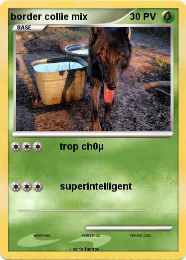 Pokemon border collie mix