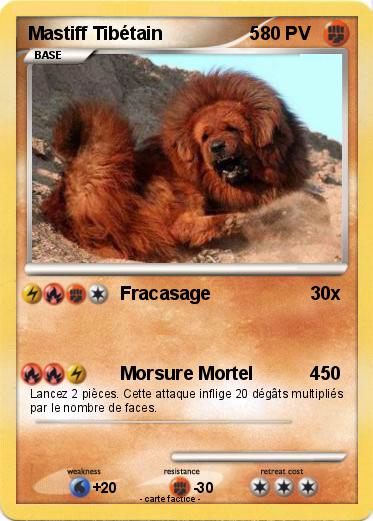 Pokemon Mastiff Tibétain                 5