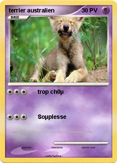 Pokemon terrier australien