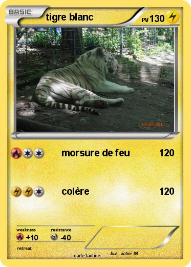 Pokemon tigre blanc