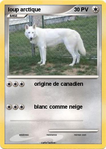 Pokemon loup arctique