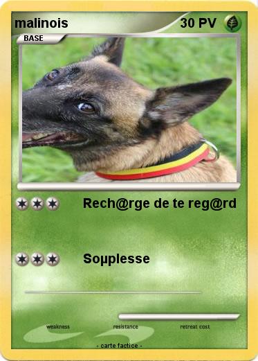 Pokemon malinois