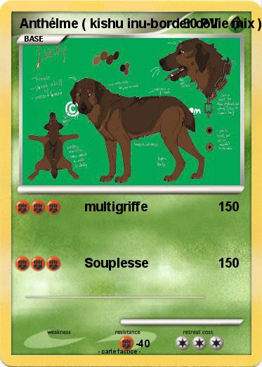 Pokemon Anthélme ( kishu inu-border collie mix )
