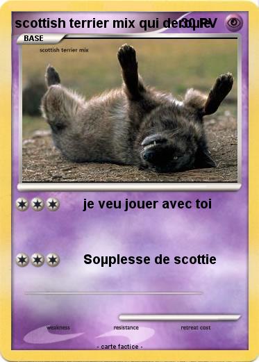 Pokemon scottish terrier mix qui deroµle