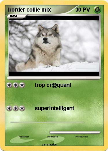 Pokemon border collie mix