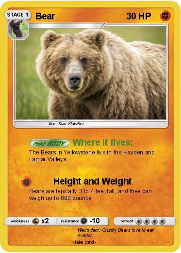 Pokemon Bear