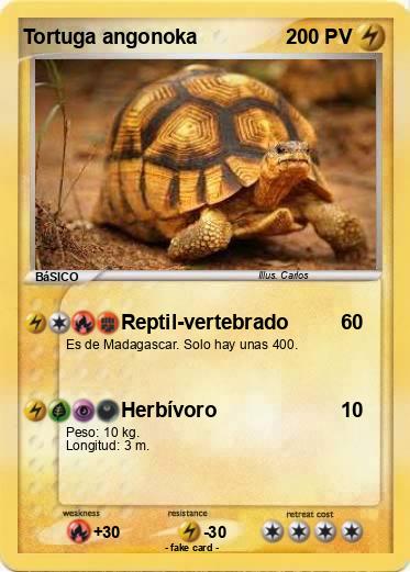 Pokemon Tortuga angonoka