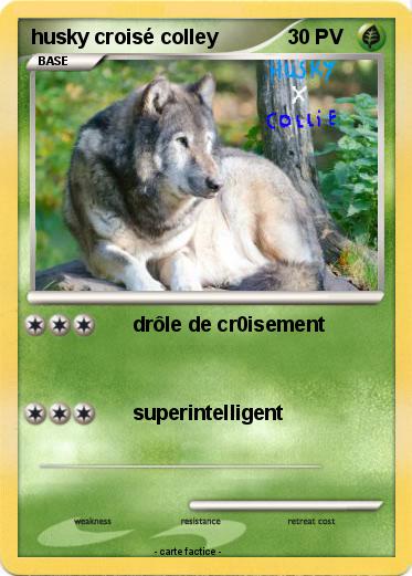 Pokemon husky croisé colley