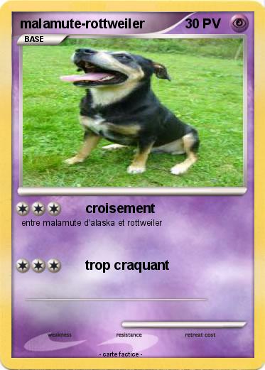 Pokemon malamute-rottweiler