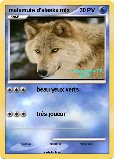 Pokemon malamute d'alaska mix