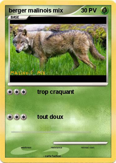 Pokemon berger malinois mix