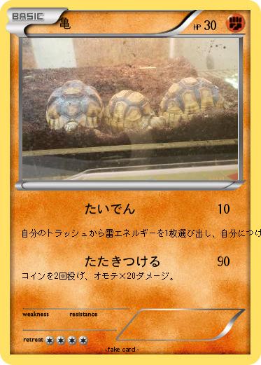 Pokemon 亀