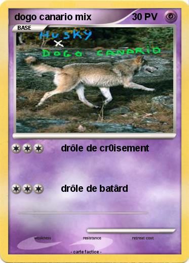 Pokemon dogo canario mix