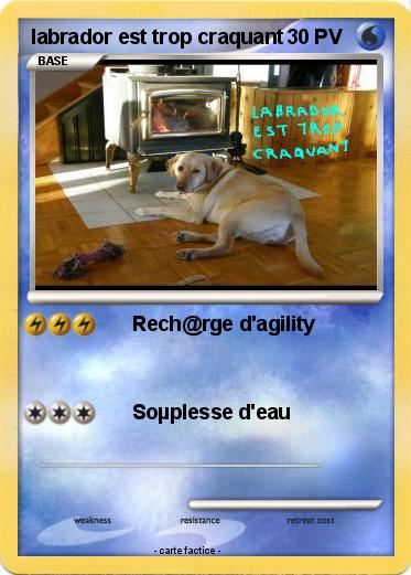Pokemon labrador est trop craquant