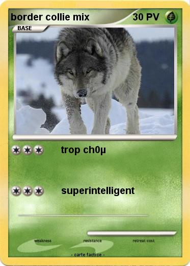 Pokemon border collie mix