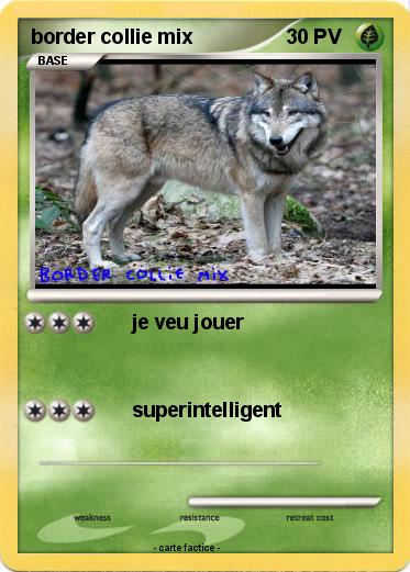 Pokemon border collie mix