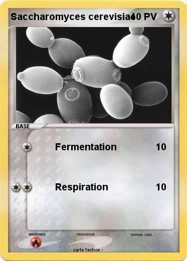 Pokemon Saccharomyces cerevisiae