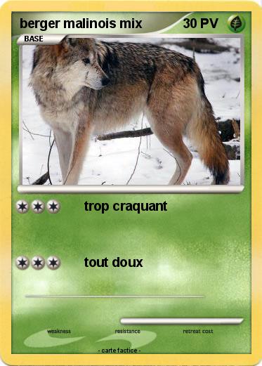 Pokemon berger malinois mix