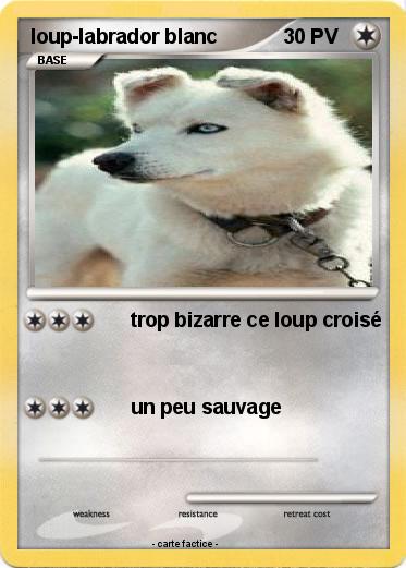 Pokemon loup-labrador blanc