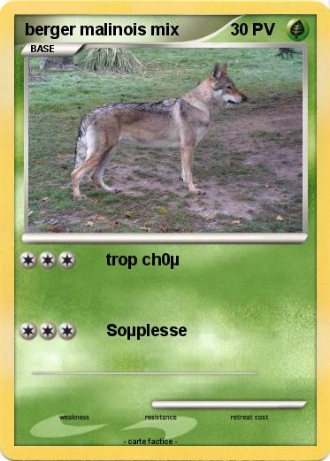 Pokemon berger malinois mix