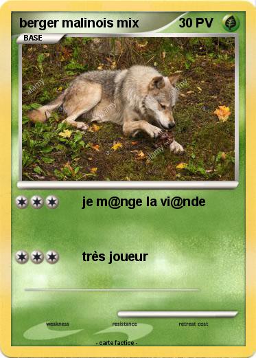 Pokemon berger malinois mix